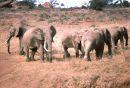 Herd of Elephants